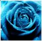 Profile picture for user miss_b.l.o.s.s