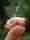 Profile picture for user domba kecil